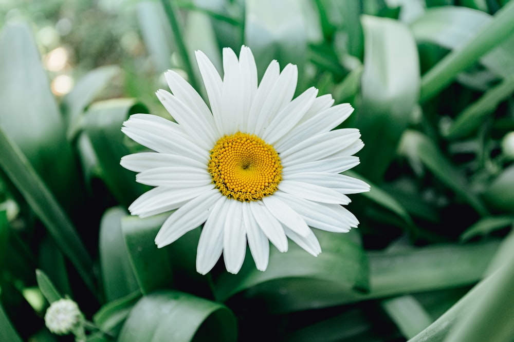 white daisy in bloom during daytime