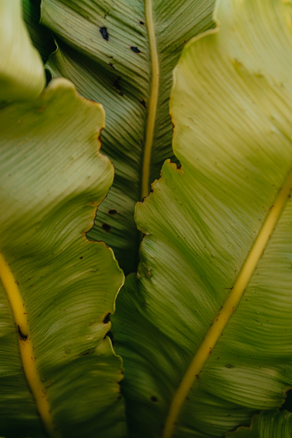 green banana leaf in close up photography