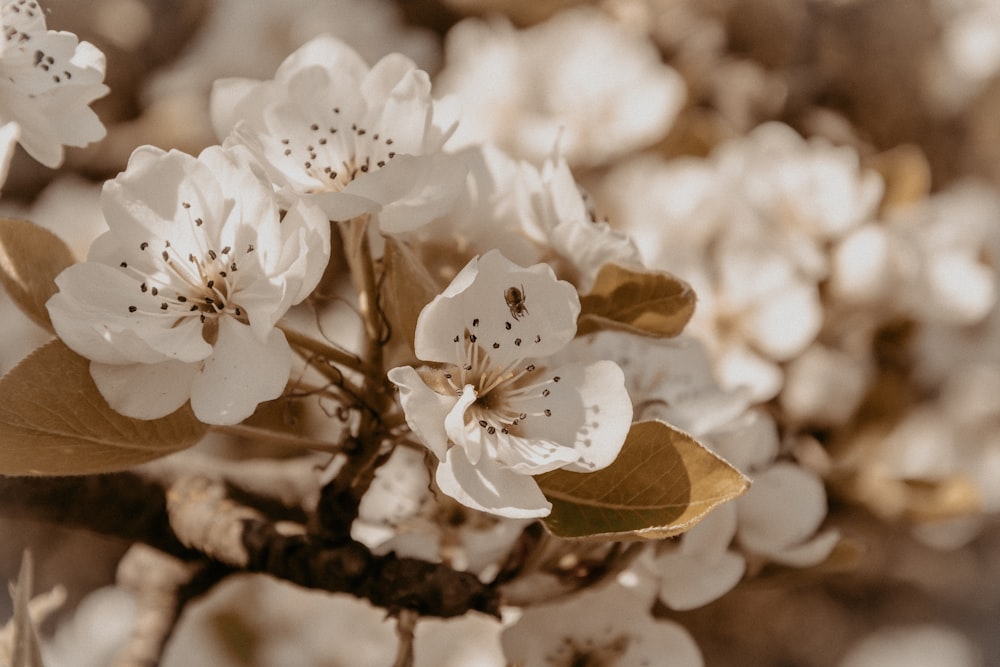 갈색 나뭇가지에 흰 꽃