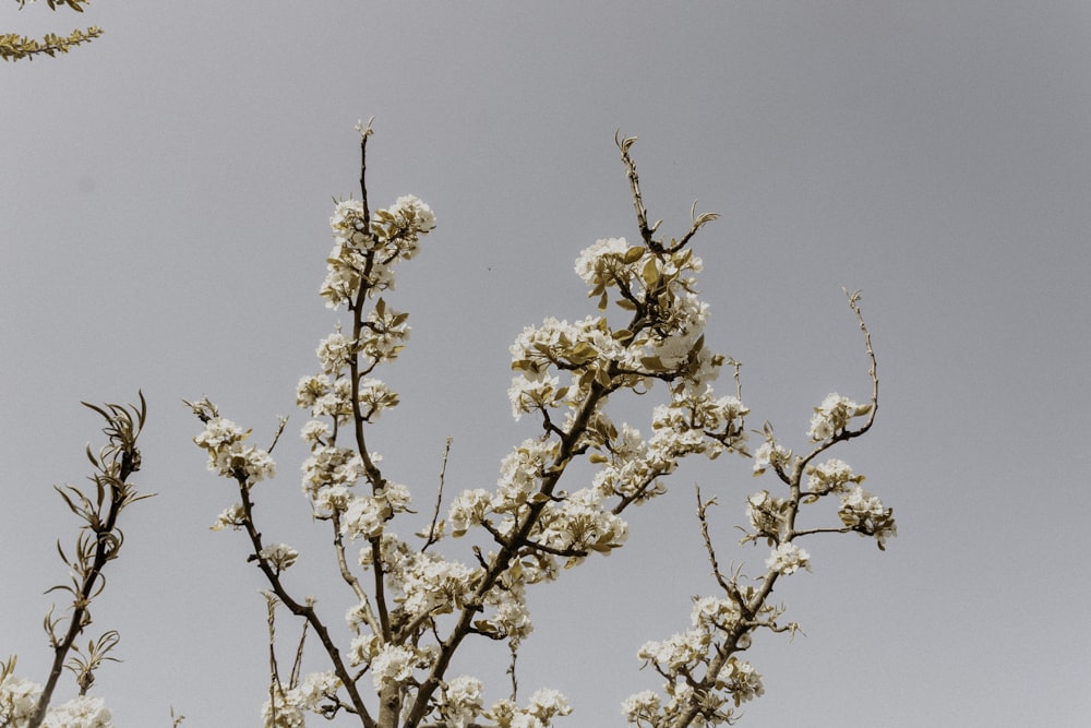albero di ciliegio bianco in fiore durante il giorno