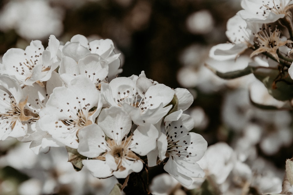 white flowers in tilt shift lens