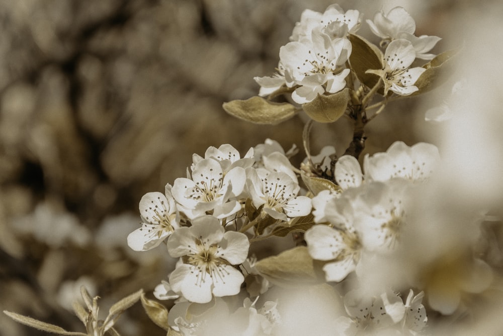 white flowers in tilt shift lens