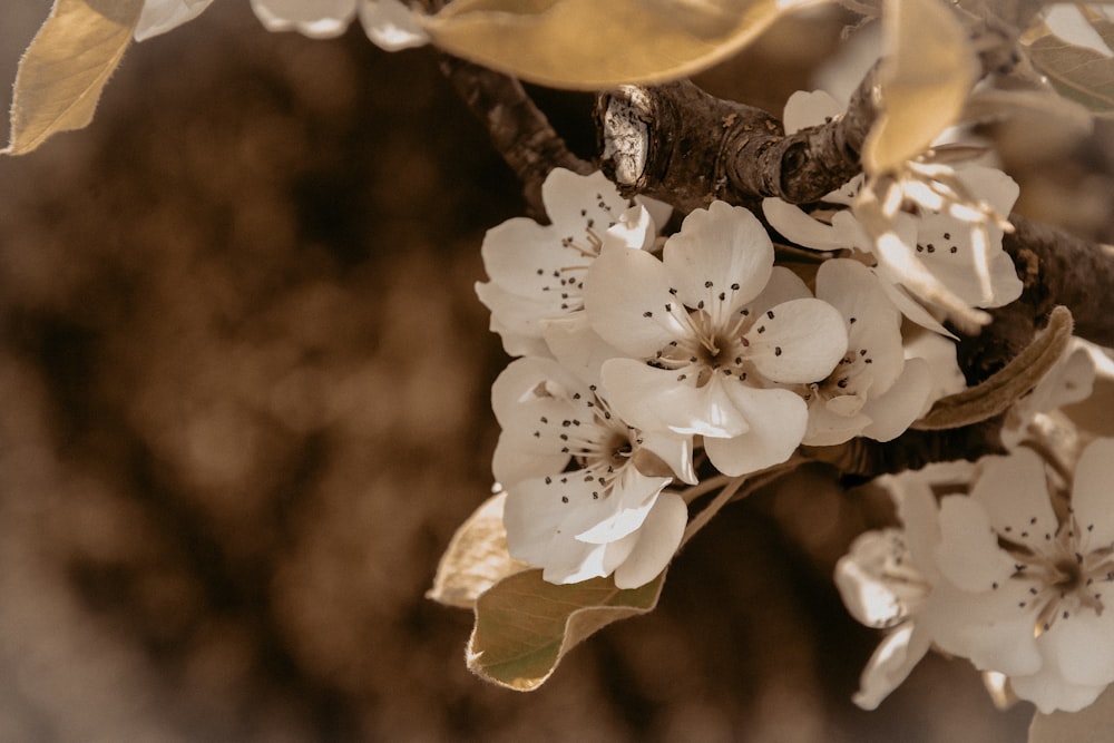 white cherry blossom in bloom during daytime