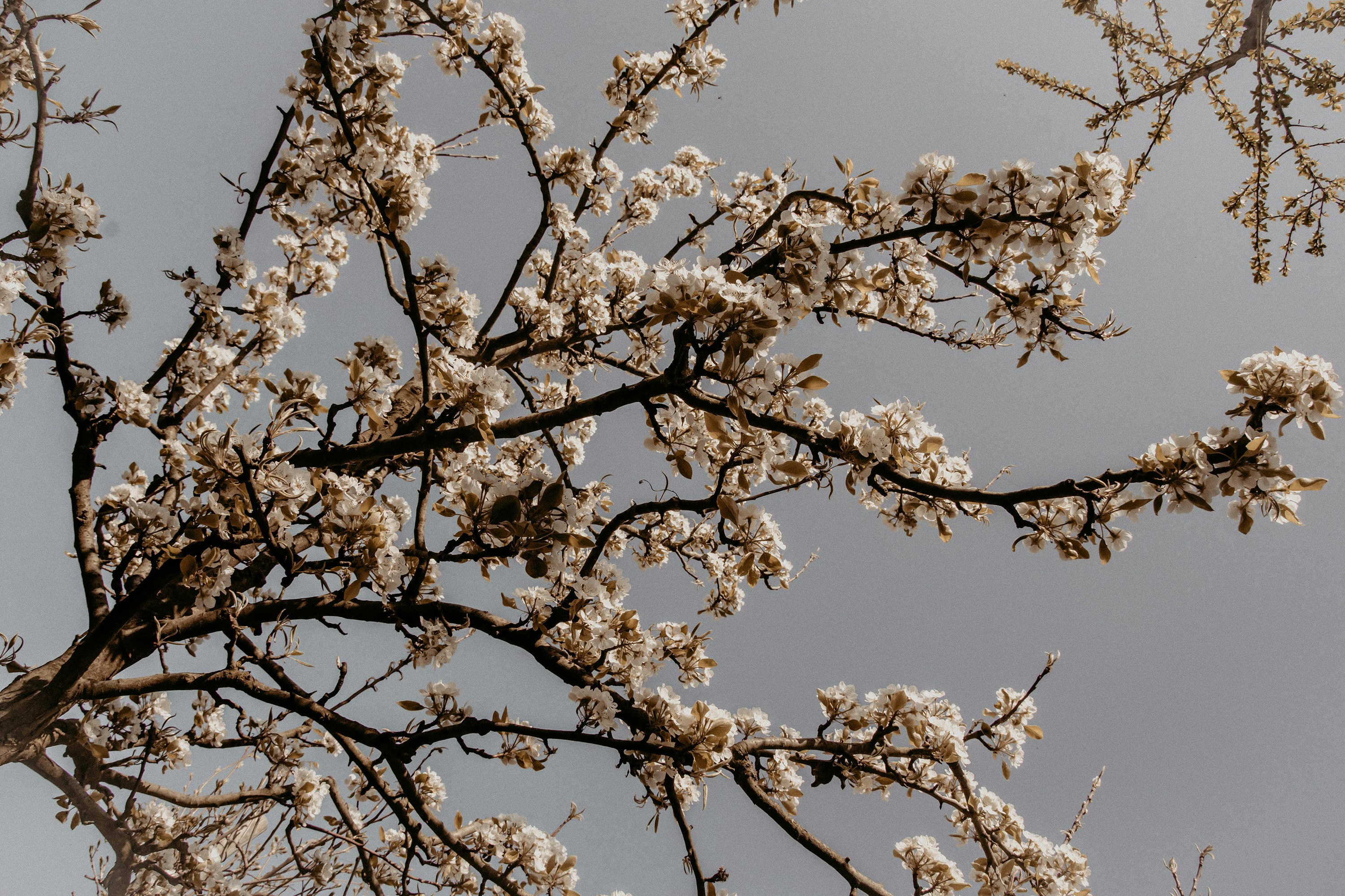 White Cherry Blossom Tree Under Blue Sky During Daytime Photo Free Estavayer Le Lac Image On Unsplash