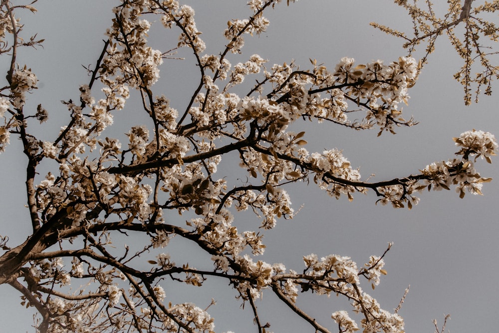 white cherry blossom tree under blue sky during daytime