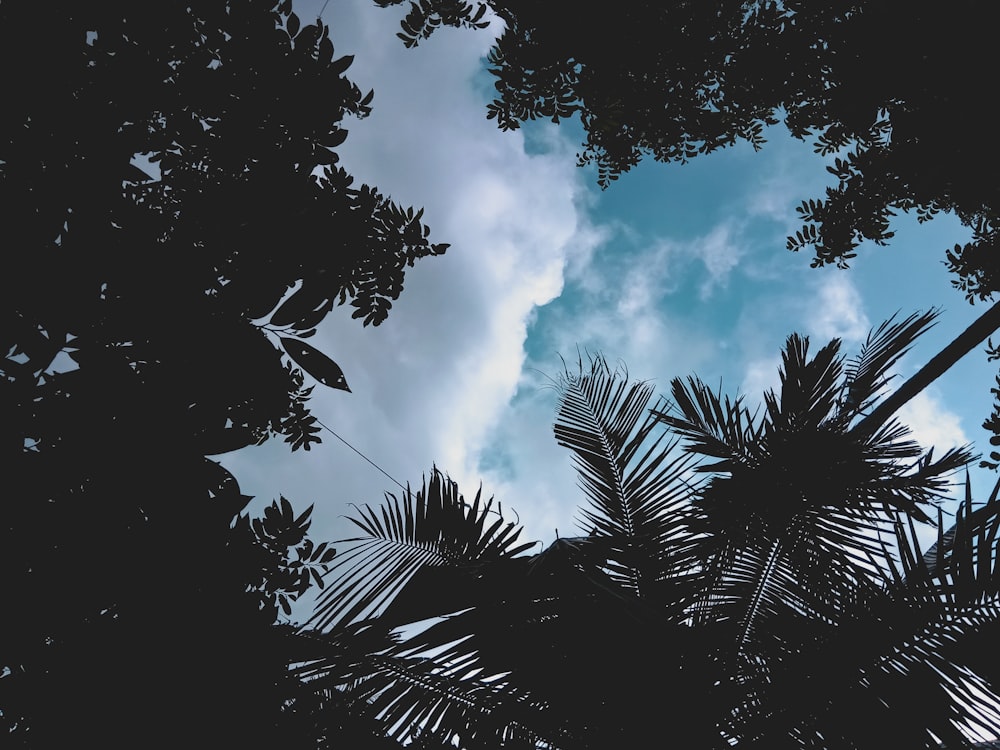 low angle photography of palm trees under white clouds and blue sky during daytime