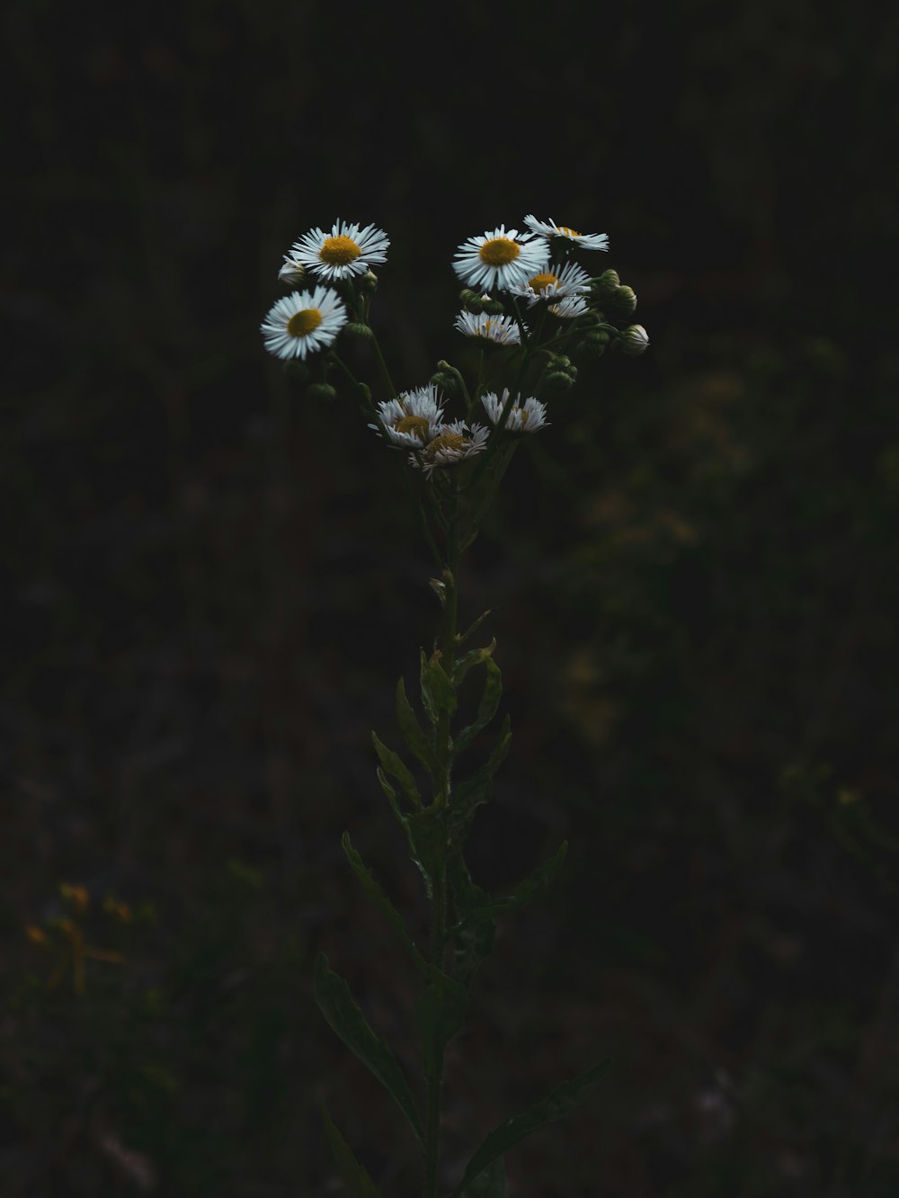 white and blue flowers in tilt shift lens