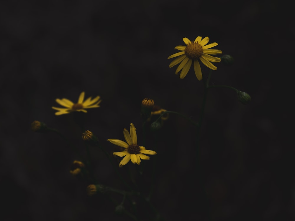 yellow flower in black background