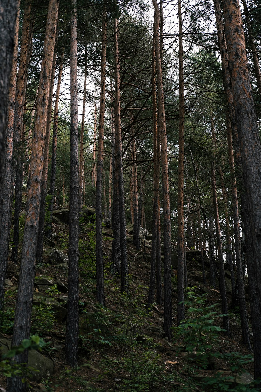 Forest photo spot Nehoiu Moieciu de Sus