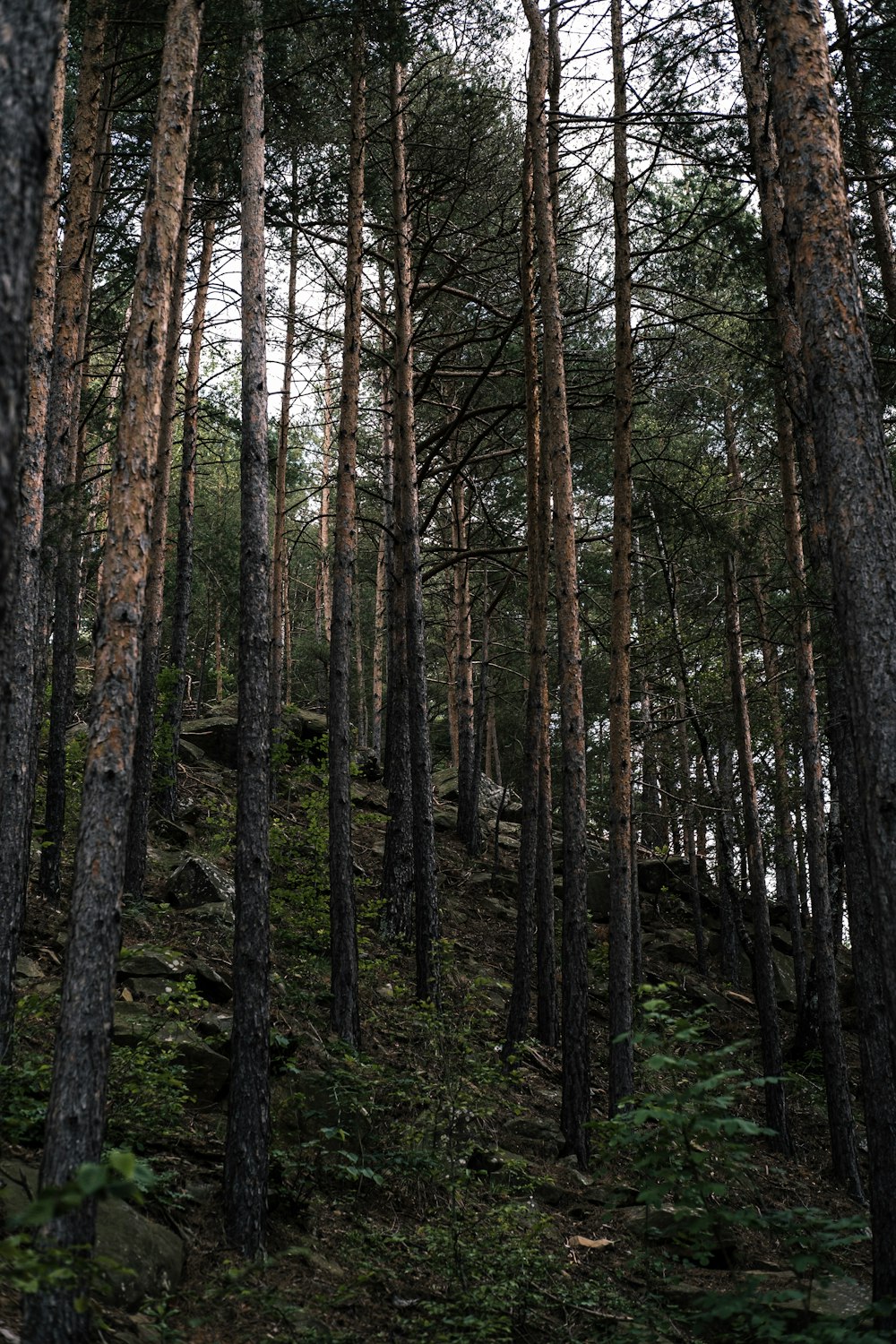 brown trees in forest during daytime