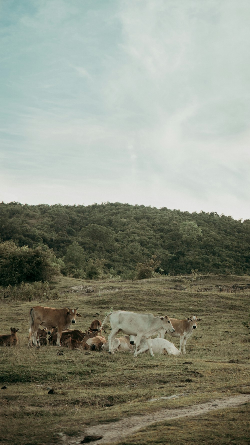 brown and white cow on green grass field during daytime