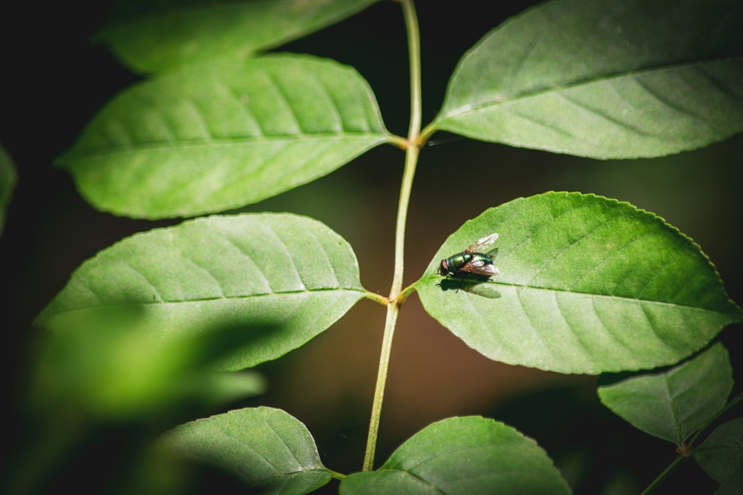 green and black bug on green leaf