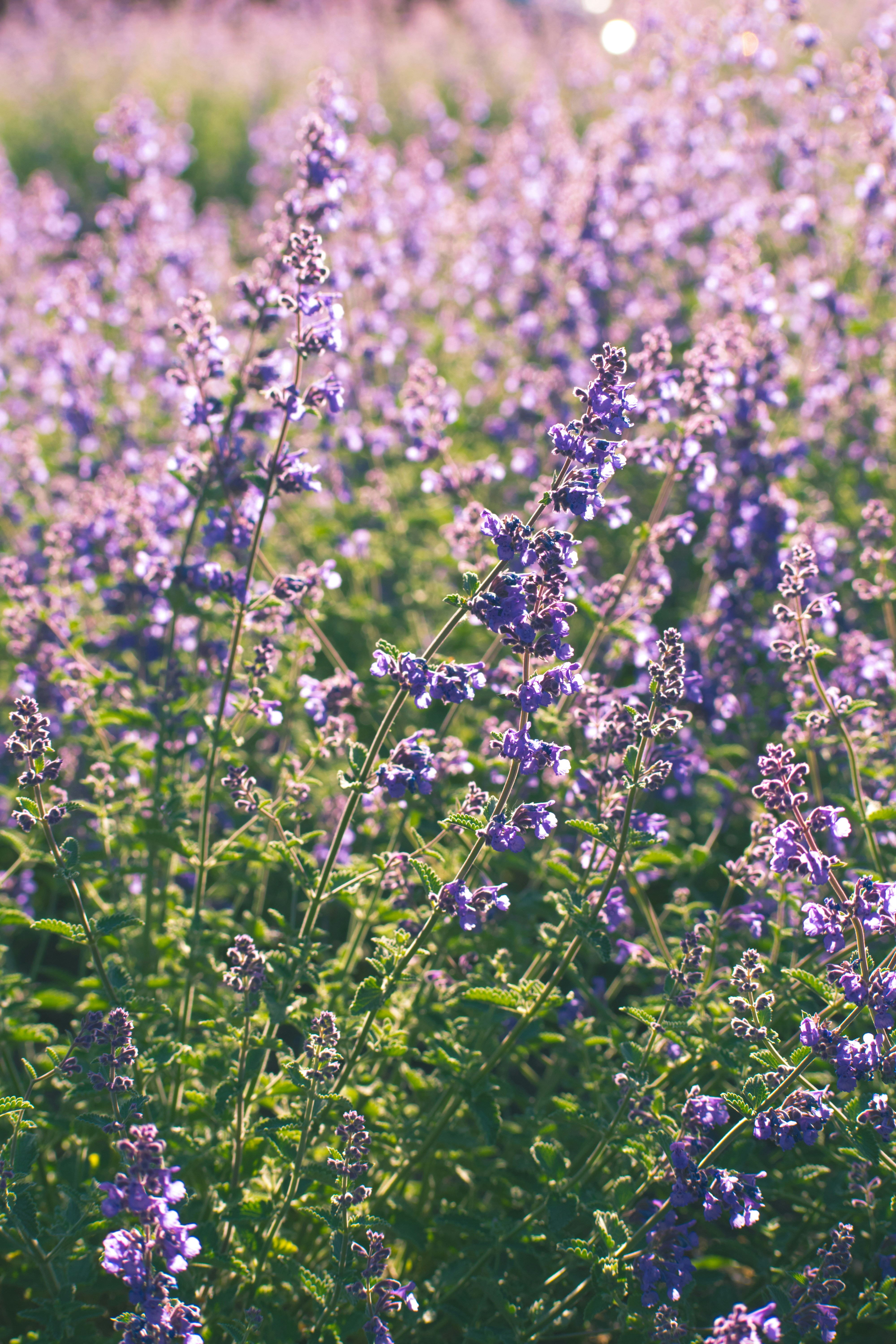 Photo by thezenoeffect