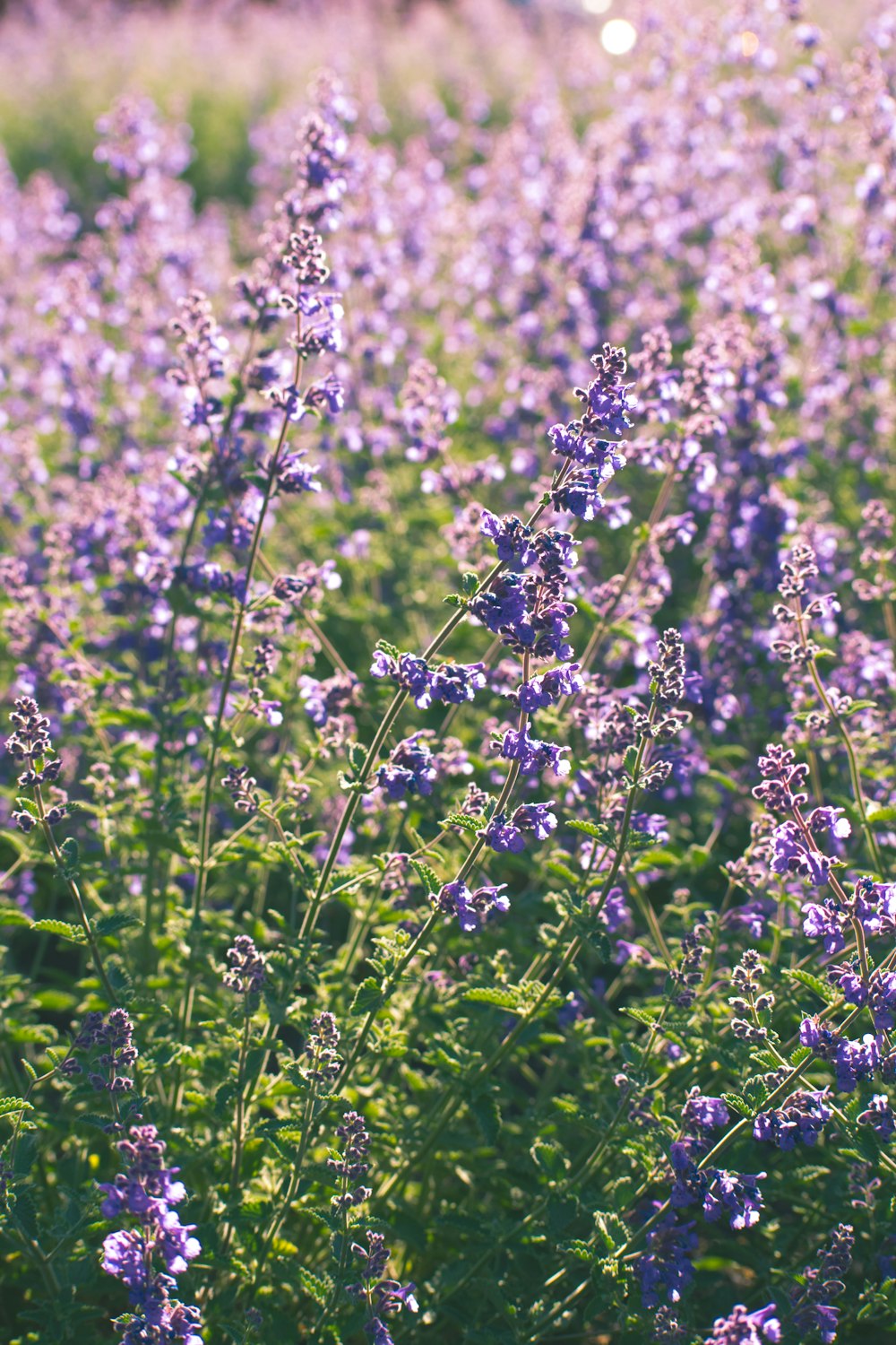 purple flower field during daytime