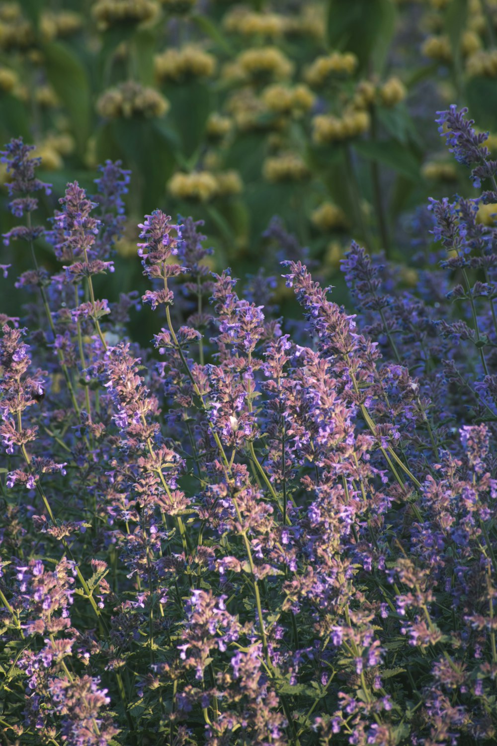 purple flower field during daytime