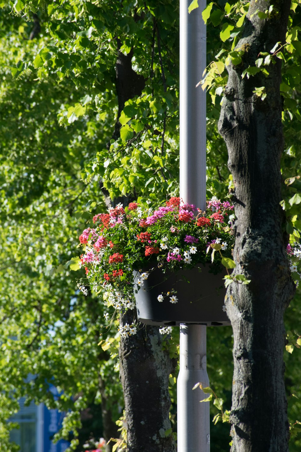 白い金属製のポールに赤と白の花