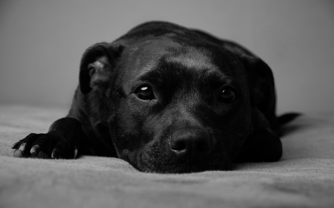 black short coat medium dog lying on white textile