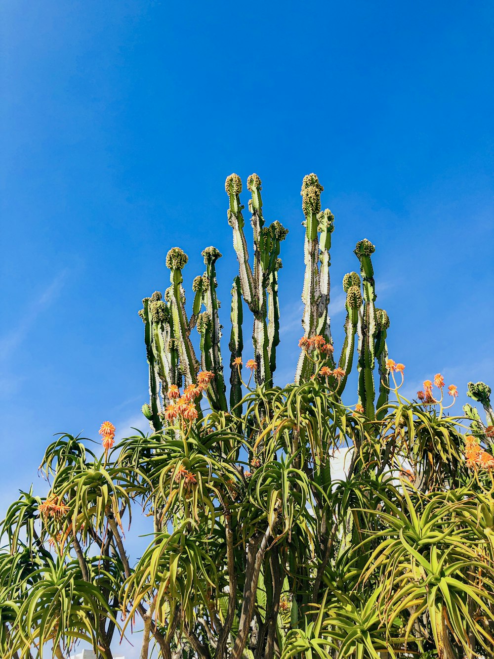 green palm tree under blue sky during daytime