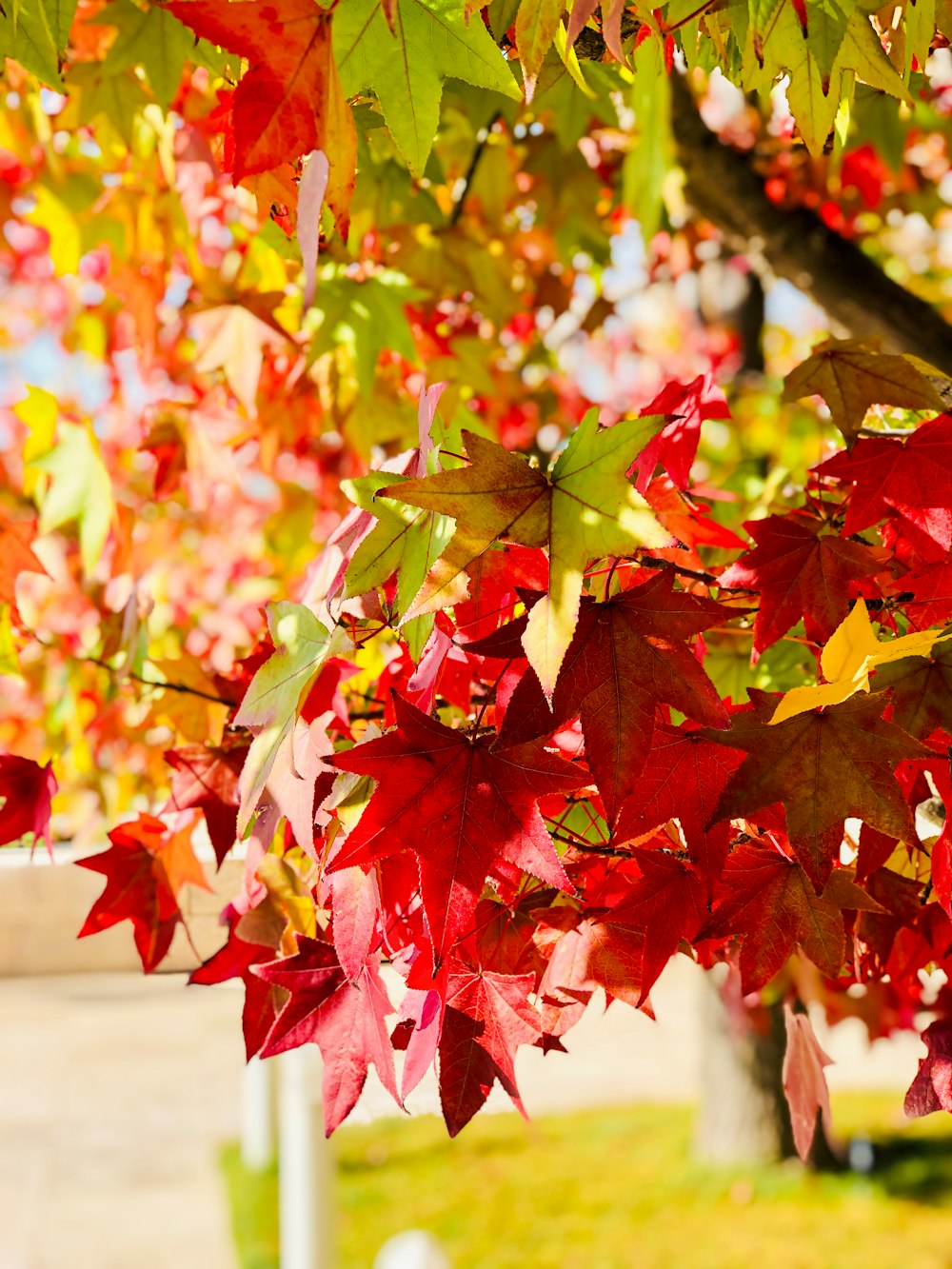 red and green leaves on brown tree branch
