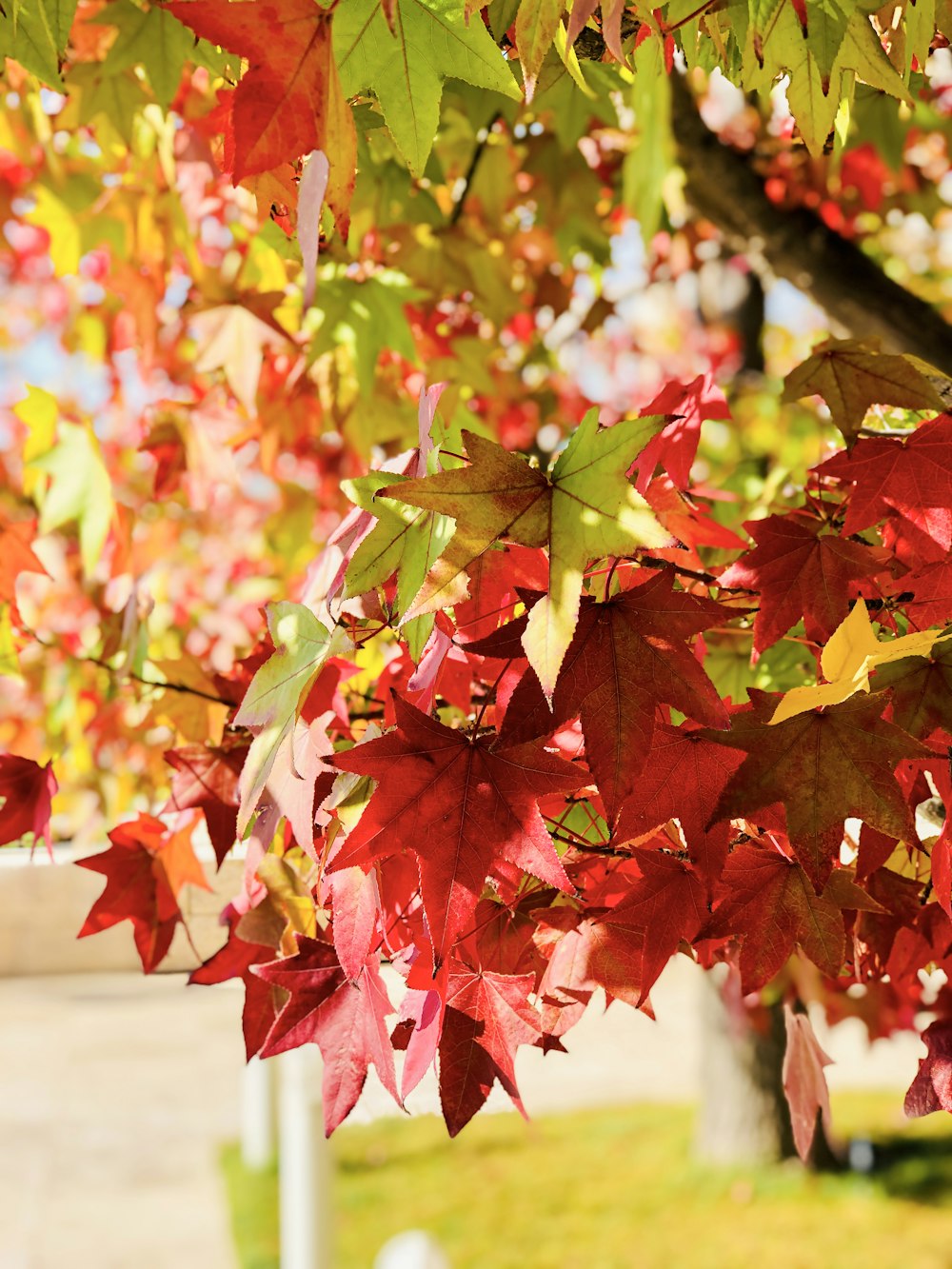 foglie rosse e verdi su ramo marrone dell'albero