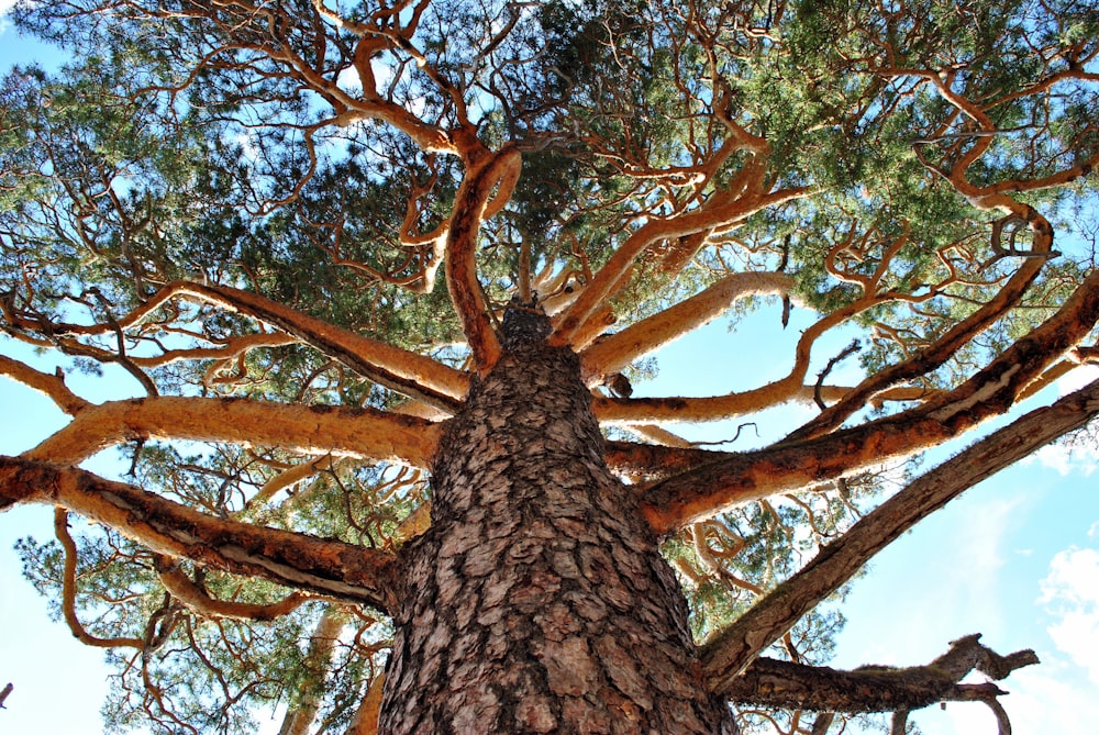 arbre brun avec des feuilles vertes pendant la journée