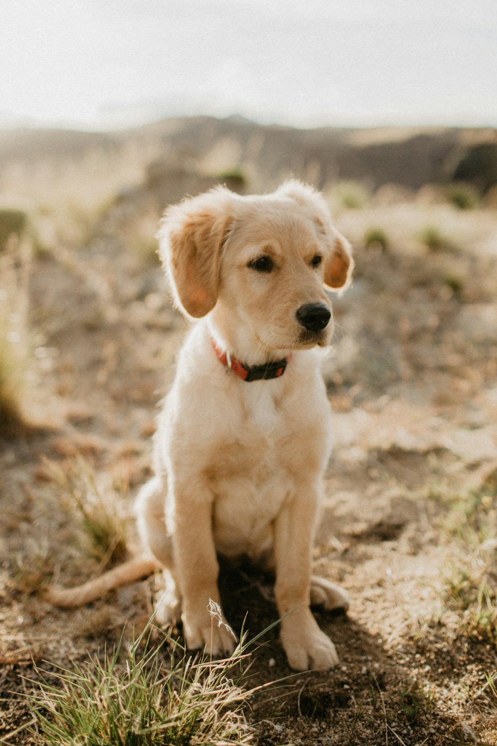 yellow labrador retriever puppy on brown field during daytime