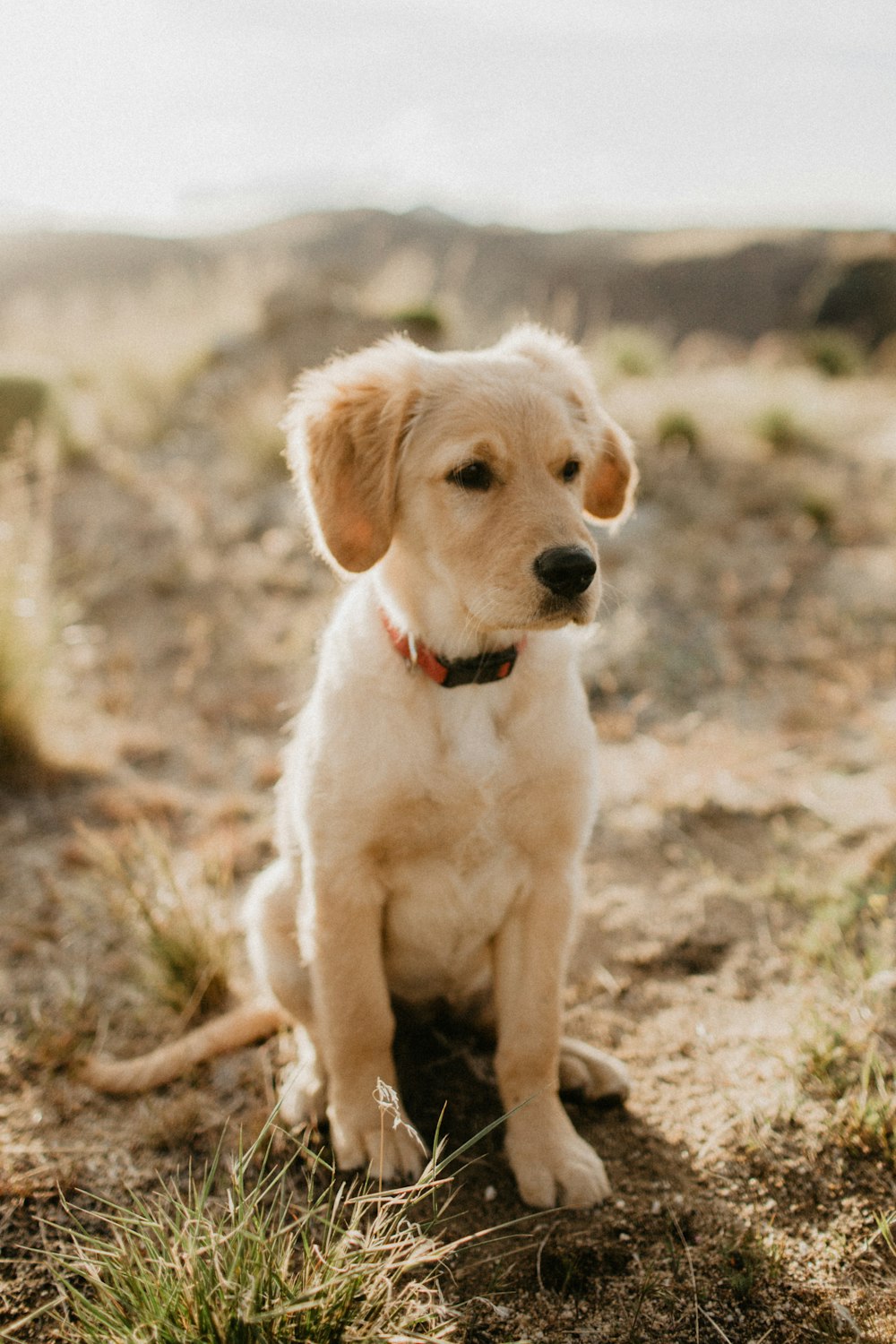 chiot labrador retriever jaune sur une friche industrielle pendant la journée