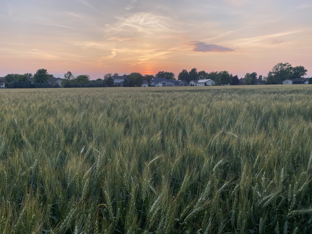 green grass field during sunset