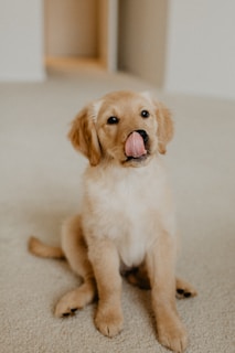 A fluffy golden retriever puppy sitting on a soft pastel yellow blanket, looking curiously at the camera