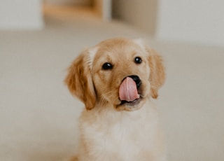 golden retriever puppy on white floor