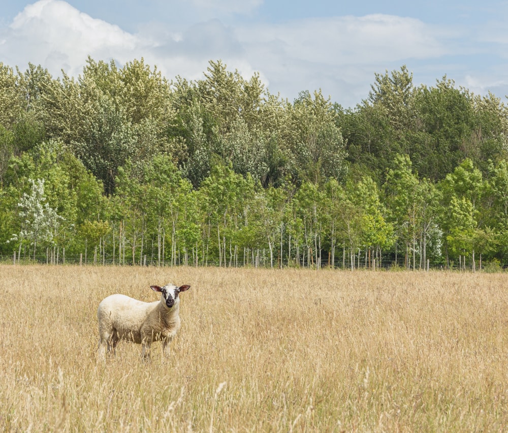 white sheep on brown grass field during daytime
