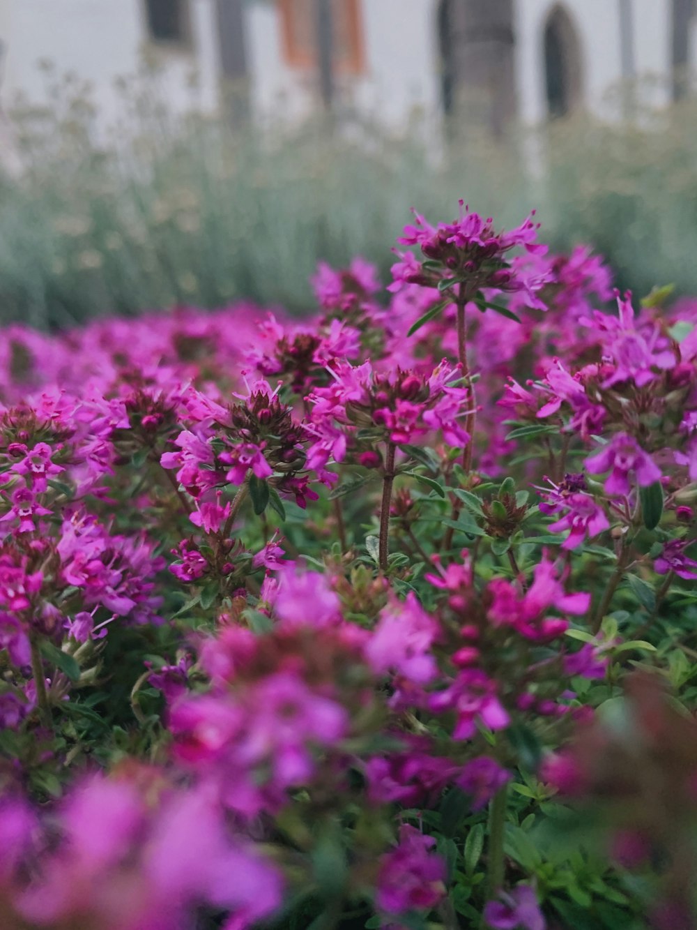 pink flowers in tilt shift lens