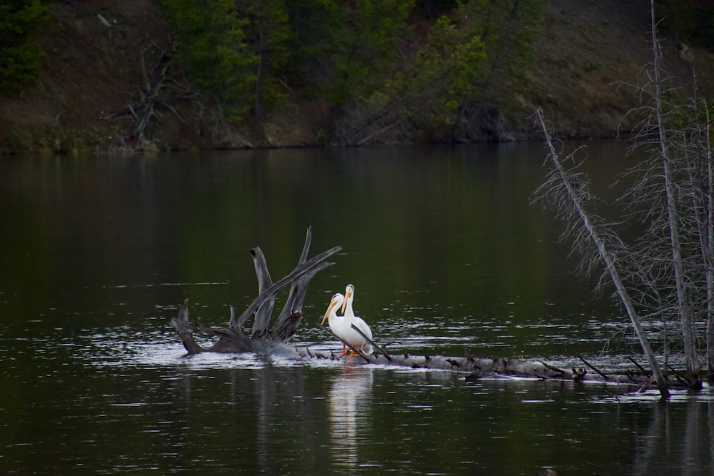 white duck on water during daytime