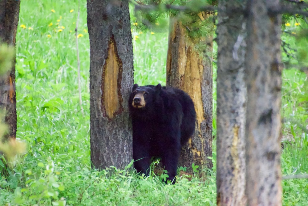 black bear on green grass field