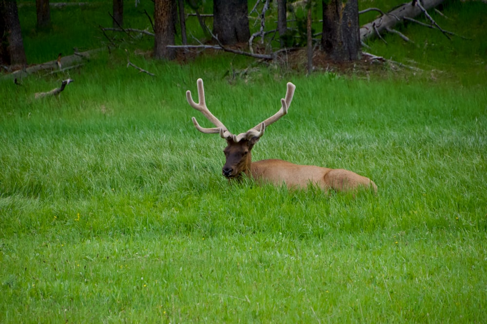 brown deer lying on green grass field during daytime