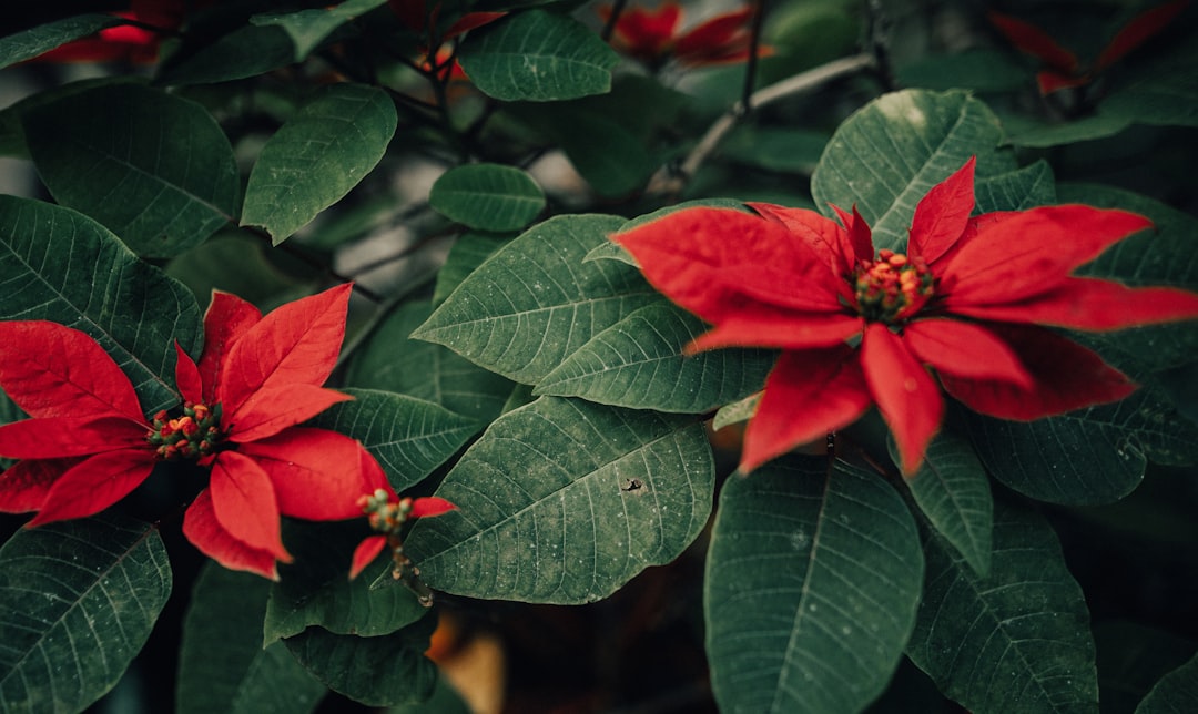 red flower in tilt shift lens