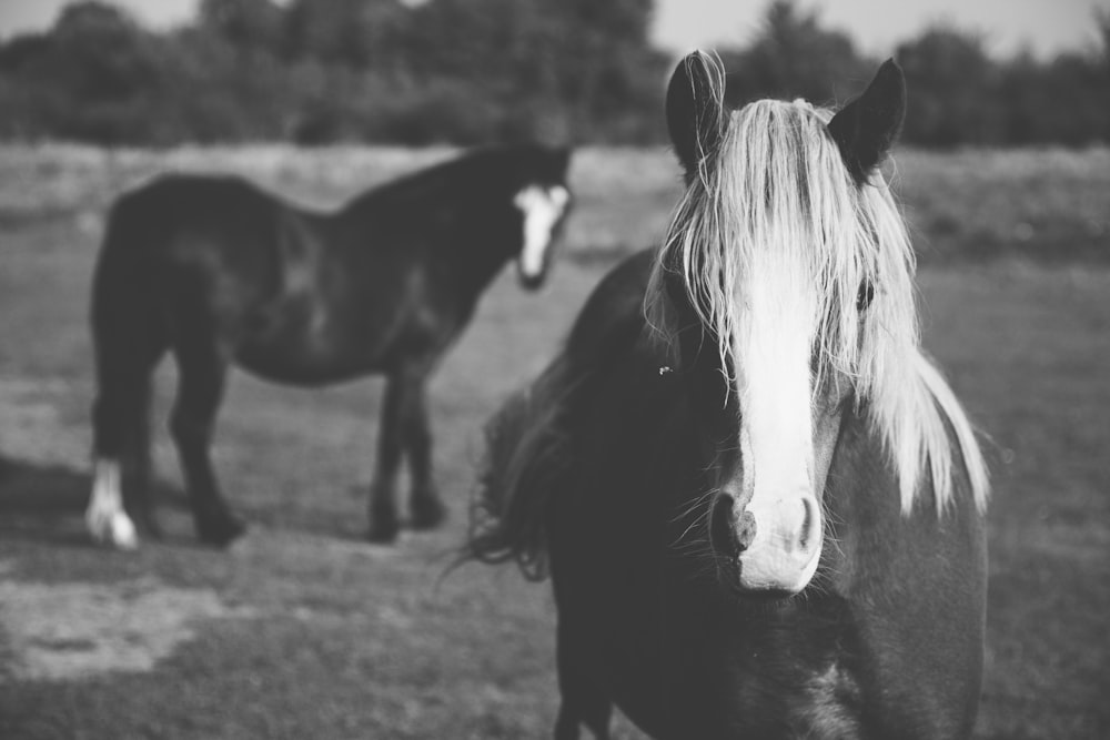 black and white horse on grass field