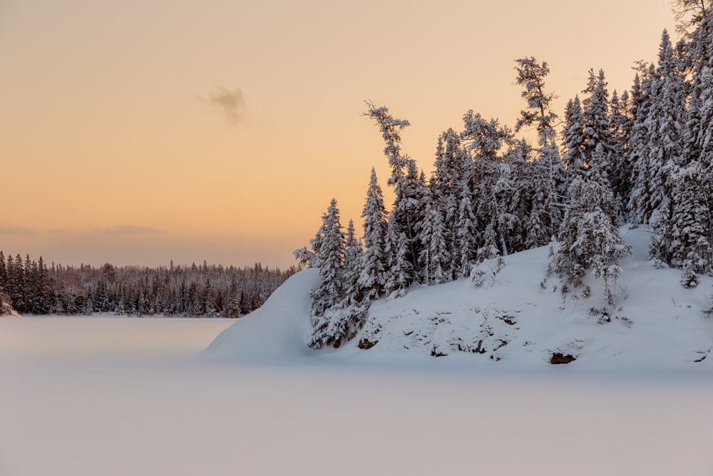 snow covered trees during daytime