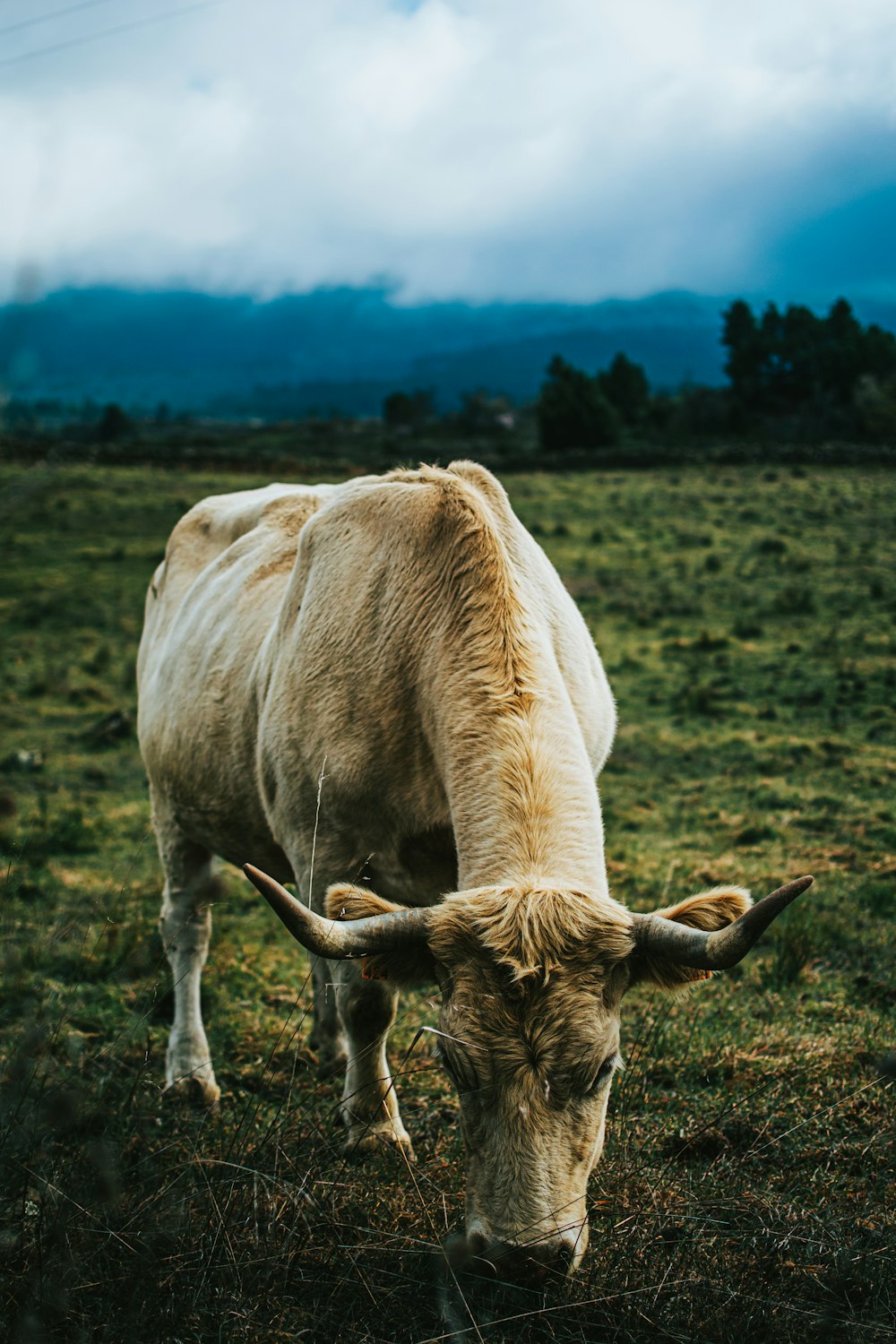 vaca marrom no campo verde da grama durante o dia