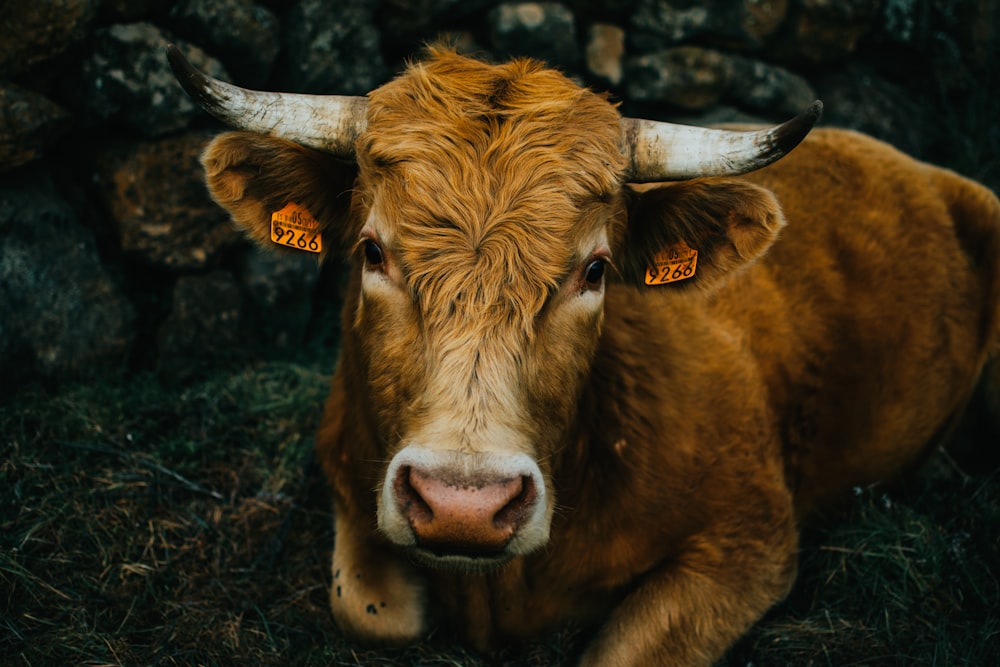 Vache brune sur un champ brun pendant la journée