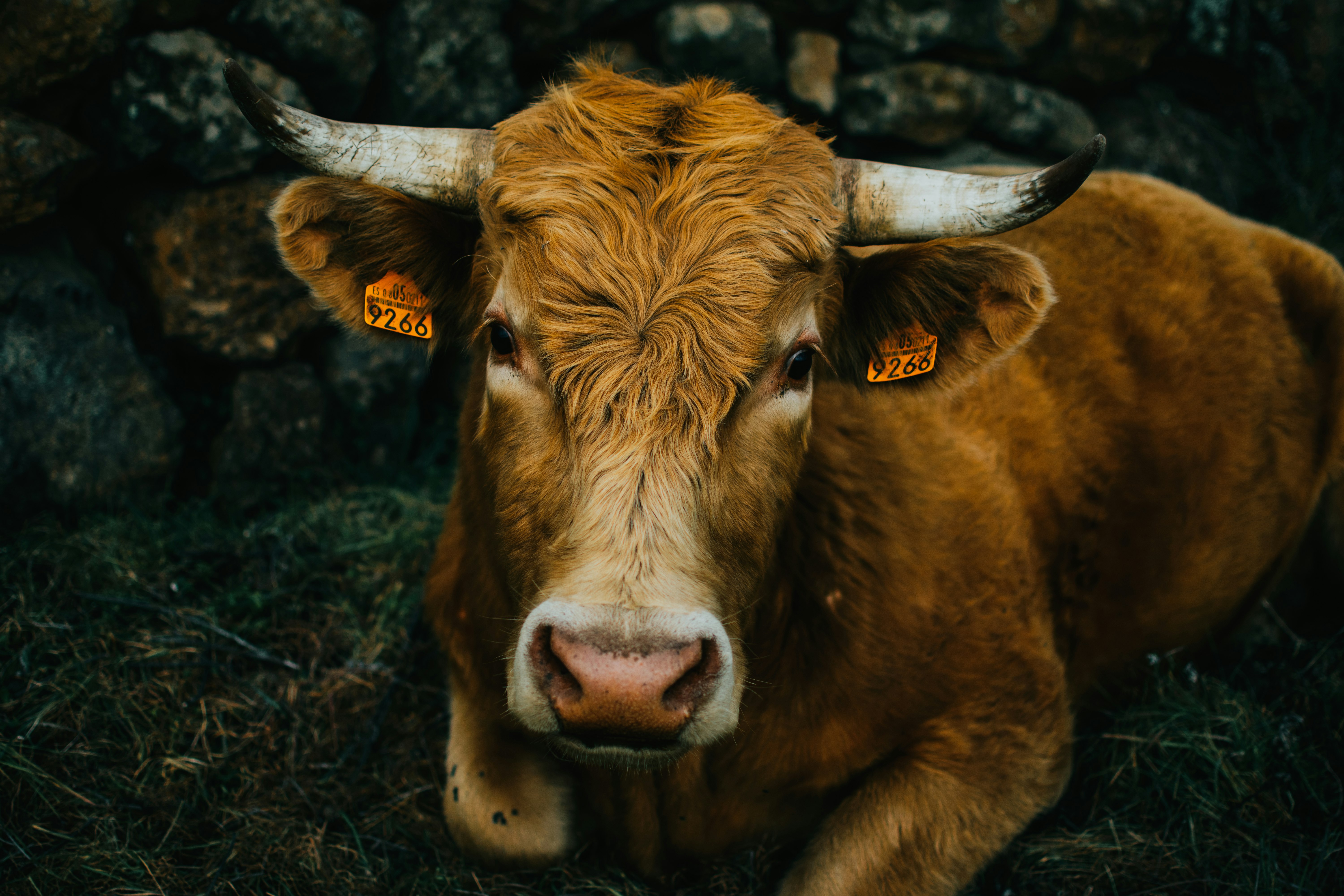 A cow looking at camera