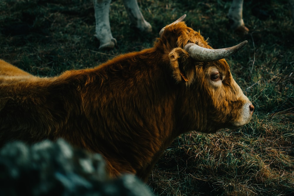 vache brune sur herbe verte pendant la journée