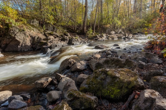 river in the middle of forest during daytime in Swastika Canada