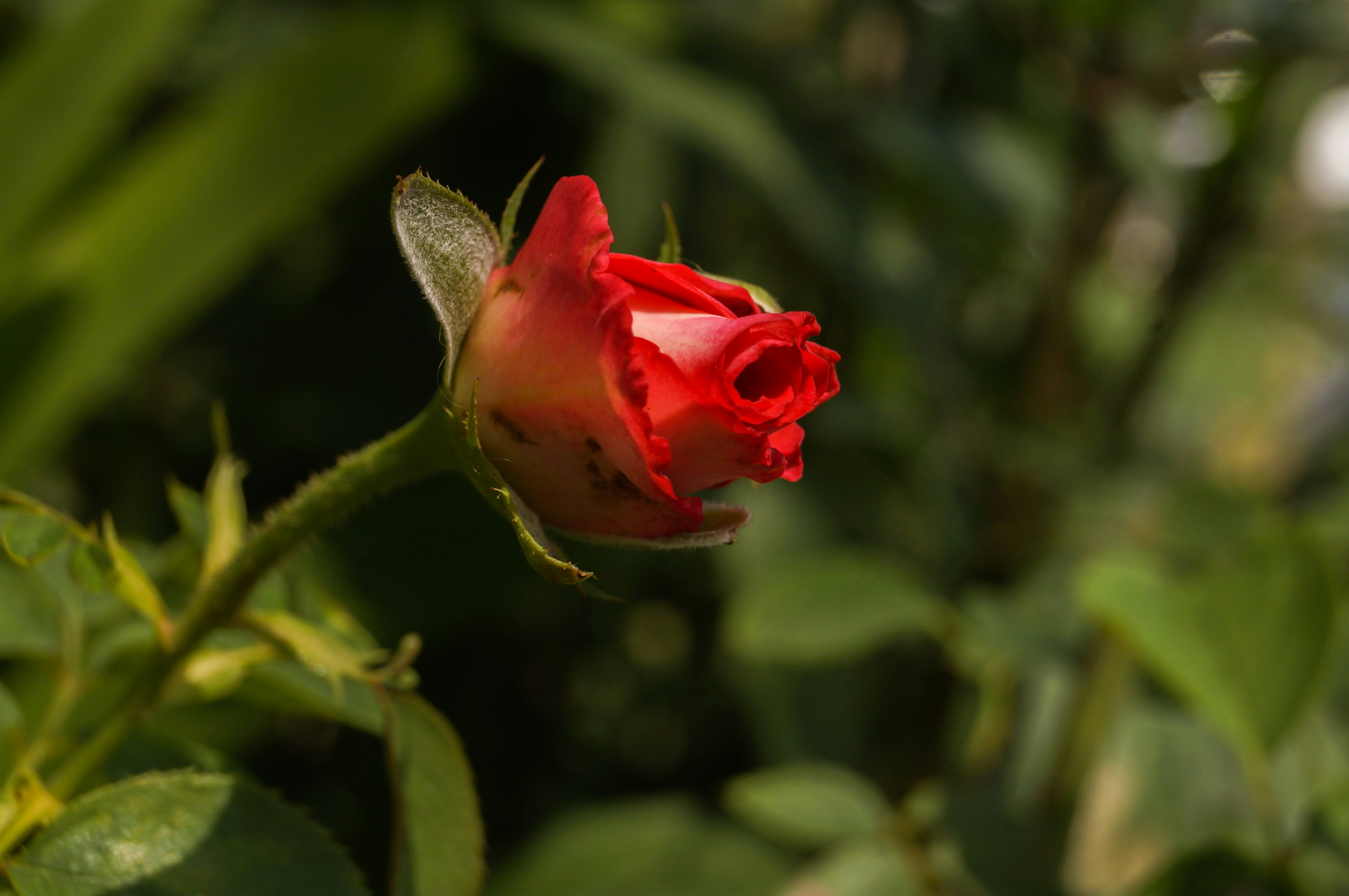 Photo by tanniestudio