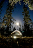 A luxury glamping tent nestled among tall pine trees under a star-filled night sky.