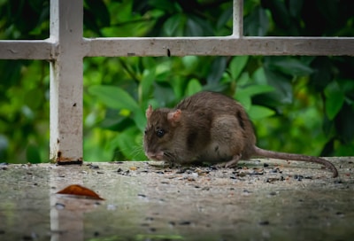 A brown rat is sitting on a surface covered with scattered seeds or grains. It appears to be nibbling on something. The background is filled with lush green foliage, and a portion of a white railing or fence is visible.