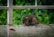 A brown rat is sitting on a surface covered with scattered seeds or grains. It appears to be nibbling on something. The background is filled with lush green foliage, and a portion of a white railing or fence is visible.