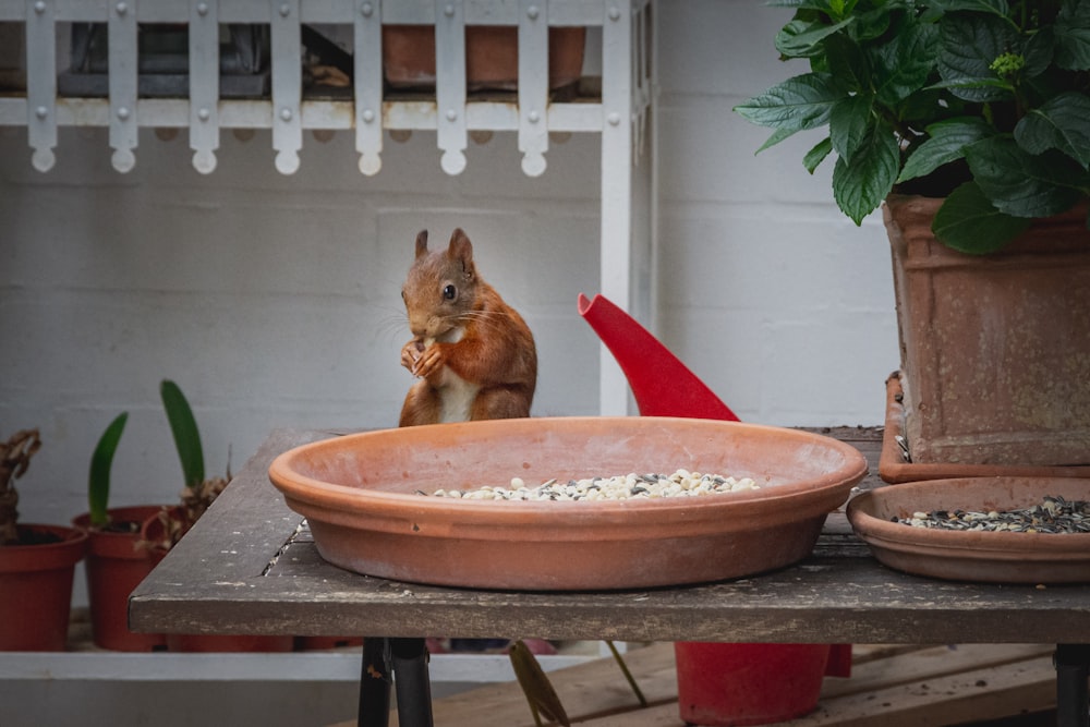 brown squirrel on brown round pot