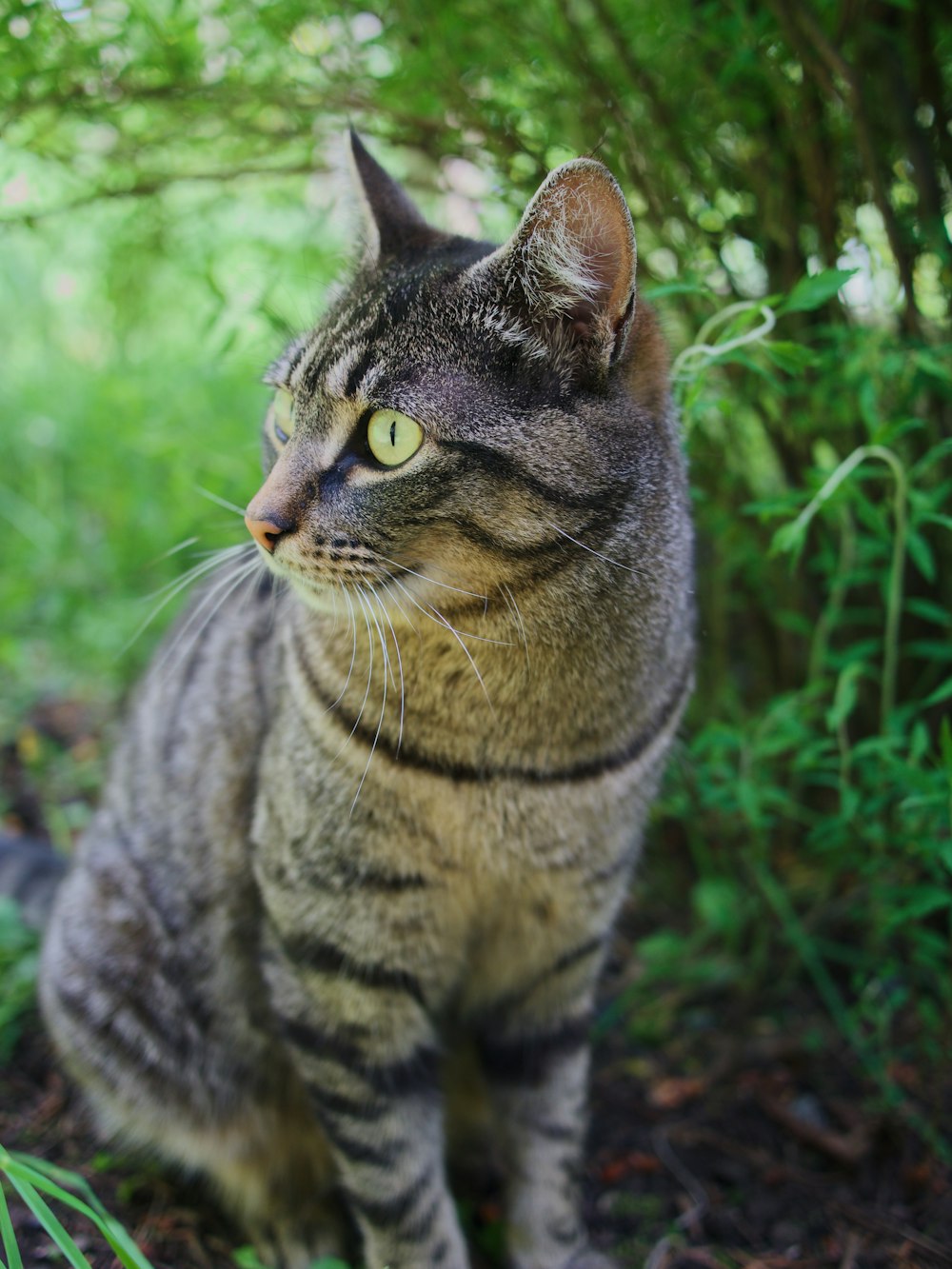 brown tabby cat on green grass