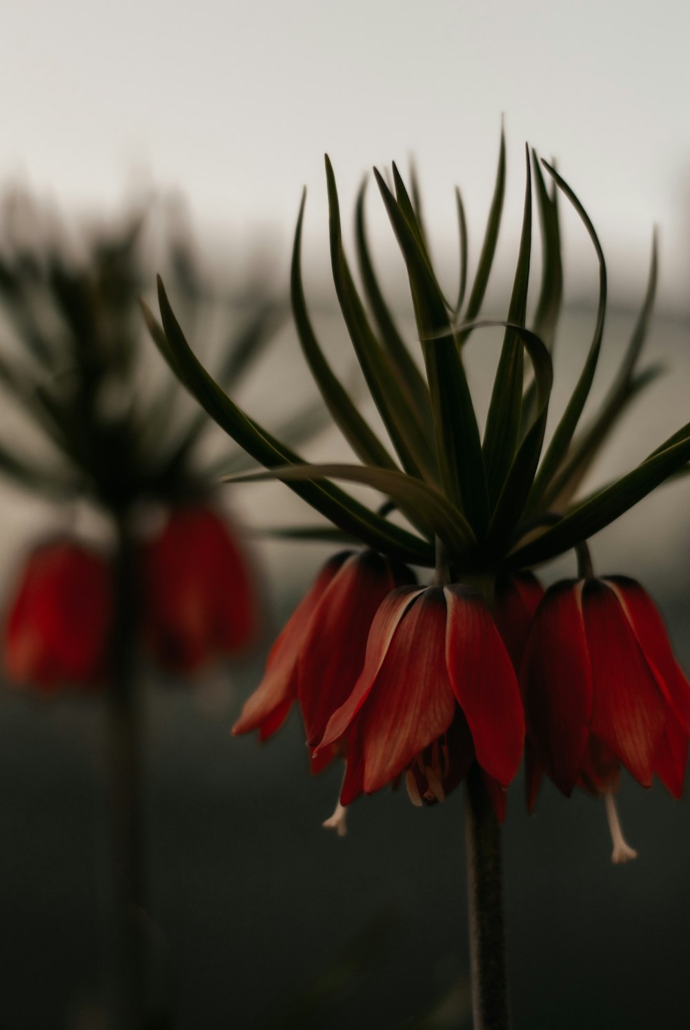 red flower in tilt shift lens